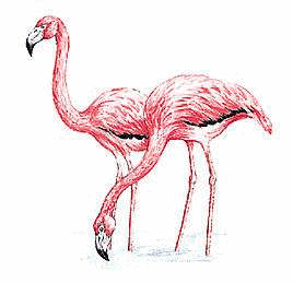 Dieren Flamingo Dieren plaatjes 