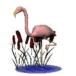 Dieren Flamingo Dieren plaatjes 