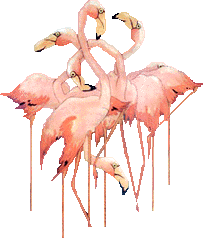 Dieren Flamingo Dieren plaatjes 