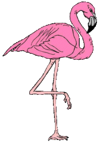 Dieren Flamingo Dieren plaatjes 