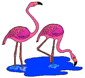 Dieren Flamingo Dieren plaatjes 