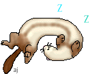 Dieren Fretten Dieren plaatjes 