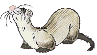 Dieren Fretten Dieren plaatjes Otter