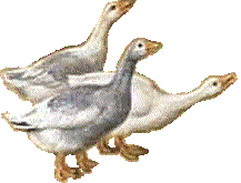 Dieren Ganzen Dieren plaatjes 