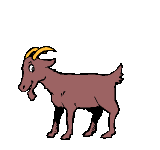 Dieren Geiten Dieren plaatjes 