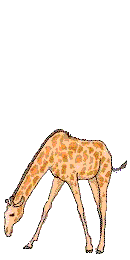Dieren Giraffe Dieren plaatjes 
