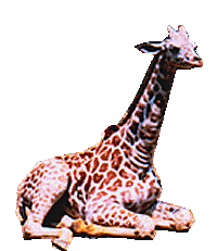 Dieren Giraffe Dieren plaatjes 
