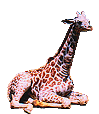 Dieren Giraffe Dieren plaatjes 