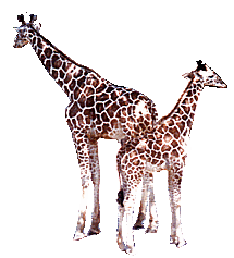 Dieren Giraffe Dieren plaatjes 