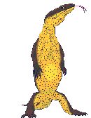 Dieren Hagedissen Dieren plaatjes 