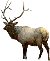 Dieren Herten Dieren plaatjes 