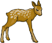 Dieren Herten Dieren plaatjes 