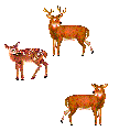 Dieren Herten Dieren plaatjes 