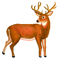 Dieren Herten Dieren plaatjes 