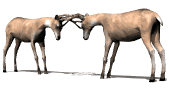 Dieren Herten Dieren plaatjes 
