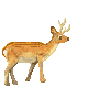 Dieren Herten Dieren plaatjes 