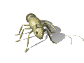 Dieren Insecten Dieren plaatjes 