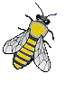 Dieren Insecten Dieren plaatjes 
