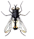 Dieren Insecten Dieren plaatjes 