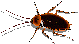 Dieren Insecten Dieren plaatjes 