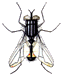Dieren Insecten Dieren plaatjes 