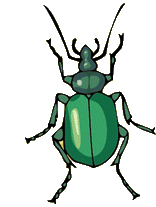 Dieren Insecten Dieren plaatjes 