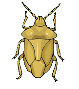 Dieren Insecten Dieren plaatjes 