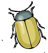Dieren Insecten Dieren plaatjes 