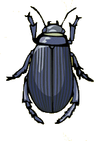 Dieren Insecten Dieren plaatjes 