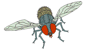 Dieren Insecten Dieren plaatjes 