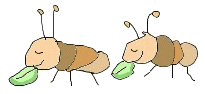 Dieren Insecten Dieren plaatjes 