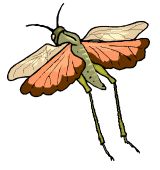 Dieren Insecten Dieren plaatjes 