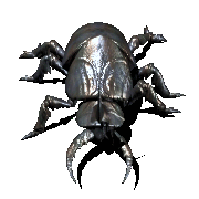 Dieren Insecten Dieren plaatjes 
