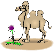 Dieren Kameel Dieren plaatjes 