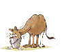 Dieren Kameel Dieren plaatjes 
