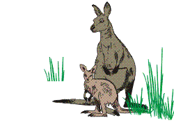 Dieren Kangoeroe Dieren plaatjes 