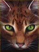 Dieren Katten Dieren plaatjes 