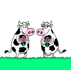 Dieren Koeien Dieren plaatjes 
