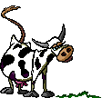 Dieren Koeien Dieren plaatjes 
