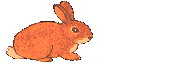 Dieren Konijnen Dieren plaatjes 