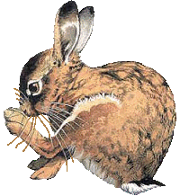 Dieren Konijnen Dieren plaatjes 