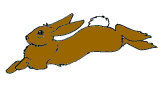Dieren Konijnen Dieren plaatjes 
