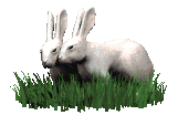 Dieren Konijnen Dieren plaatjes 