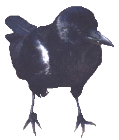 Dieren Kraaien Dieren plaatjes 