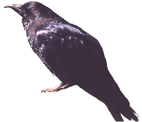 Dieren Kraaien Dieren plaatjes 