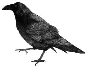 Dieren Kraaien Dieren plaatjes 