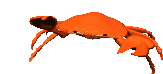 Dieren Krabben Dieren plaatjes 