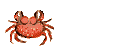 Dieren Krabben Dieren plaatjes Krab