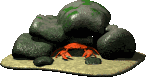 Dieren Krabben Dieren plaatjes 