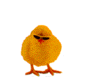 Dieren Dieren plaatjes Kuiken 